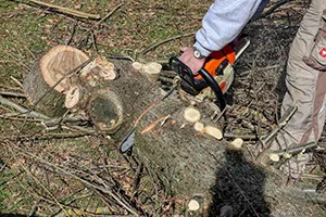 Baumfällung/Seilklettertechnik